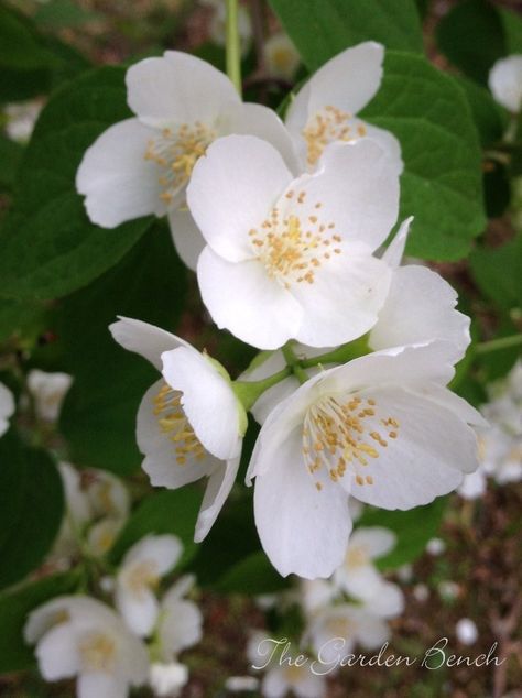 Philadelphus - mock orange