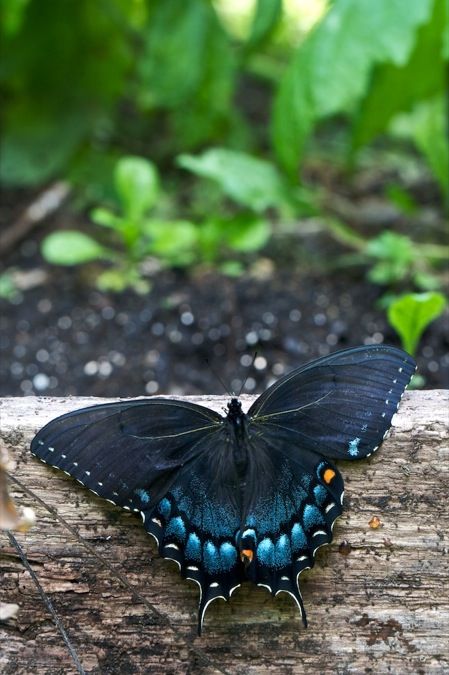 Swallow Tail Butterfly, Spicebush Swallowtail, Butterfly Quote, Moth Caterpillar, Flying Flowers, Nathaniel Hawthorne, Swallowtail Butterfly, Nice Weekend, Beautiful Bugs