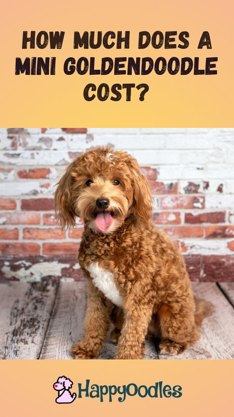 The mini Goldendoodle is a great family dog, so it’s no surprise that many people are looking for one. But, you might be wondering about cost of a Mini Goldendoodle. After all, that is an important first step in buying a dog. Not only should you know how much it costs to buy a mini Goldendoodle, you should also learn what it cost to care for one. But, finding the answer is not that easy. Breeder’s pricing is hard to find. Join us and find out what we learned about Mini Goldendoodle pricing. Mini Goldendoodle Puppy Haircut, F1bb Goldendoodle Mini, Mini Goldendoodle Full Grown, Doodle Training, Full Grown Mini Goldendoodle, Small Goldendoodle, Micro Mini Goldendoodle, Mini Goldendoodle Breeders, Goldendoodle Full Grown