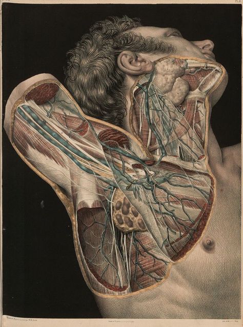 Medical Drawings, Human Body Anatomy, Human Anatomy Drawing, Muscle Anatomy, Human Anatomy Art, Medical Anatomy, Vintage Medical, Medical Art, Medical Aesthetic