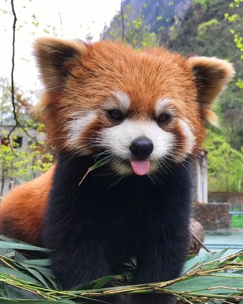 Red Panda Cute, Panda Cute, Beautiful Valley, Six Senses, Cute Animals Puppies, Baby Animals Pictures, Pretty Animals, Cute Animals Images, Giant Panda