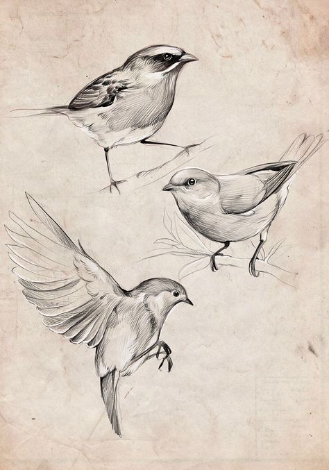 Bird Tattoo Sketch, Bird Tattoo Drawing, Drawing A Bird, Diana Severinenko, Procreate Sketching, معرض فني, Sparrow Art, Bird Sketch, Animal Drawings Sketches