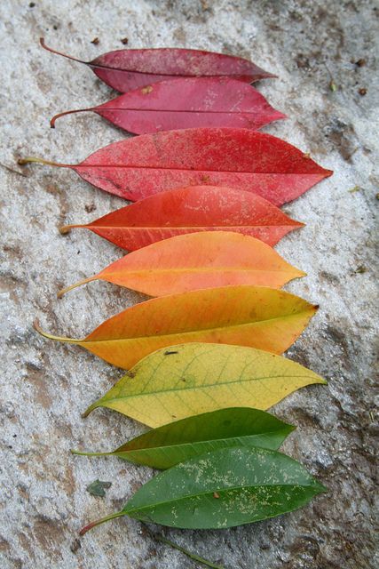 leaf rainbow...great activity for the kids this fall!  Would make a great art project to collect and then do something with. Bohemian Aesthetic, Fall Inspiration, Foto Tips, Colorful Leaves, Land Art, Over The Rainbow, On The Ground, Art Plastique, Kids Crafts