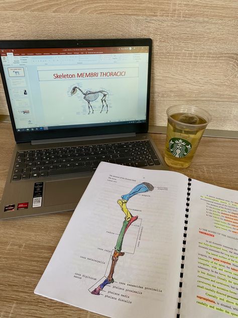 Aesthetic. Studies. Veterinarian. Picture inspi. Ig story. Instagram. Goal. Student life. Equine Studies Aesthetic, Veterinary Vision Board, Veterinarian School Aesthetic, Horse Vet Aesthetic, Black Veterinarian Aesthetic, Vet Student Aesthetic, Veterinarian Aesthetic, Vet Aesthetic, Veterinary Medicine Student