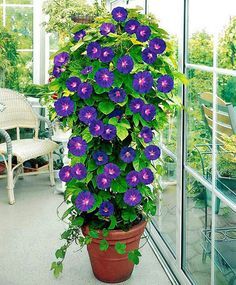 Container pot with Morning Glory ( grandpa Ott ) plant...grow on large tomato cage Morning Glory Plant, Rooting Roses, Garden Vines, Tomato Cages, Unusual Flowers, Garden Containers, Container Flowers, Climbing Plants, Morning Glory