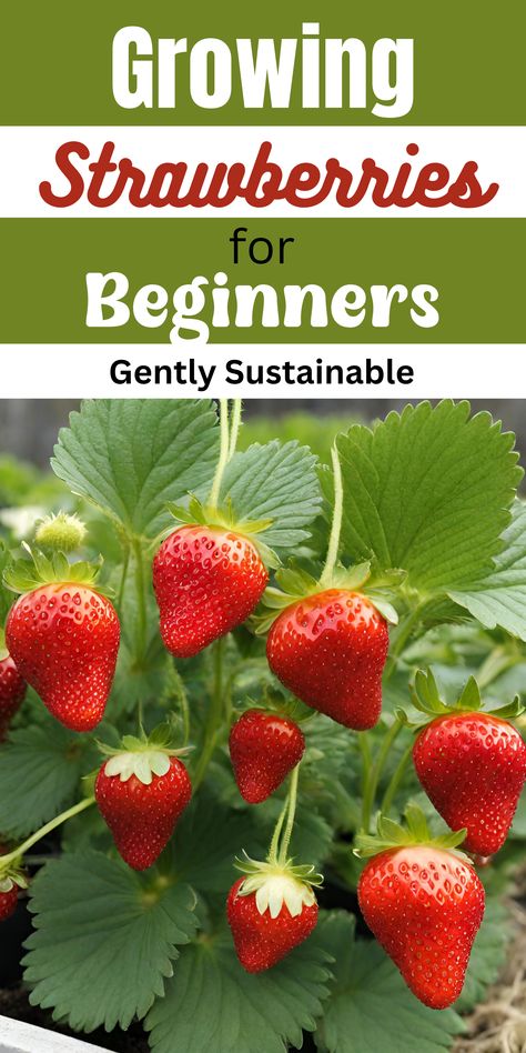 Learning how to grow strawberries is easier than you think!  Even if you're a beginner, you can be growing strawberries this year!  Let me show you the tips and tricks you need for a great year of growing your own fresh strawberries! #strawberries #howtogrowstrawberries #easygardening #beginnergardening #containergardening #balconygardening Strawberry Plant Care, When To Plant Strawberries, Growing Strawberries In Containers, How To Grow Strawberries, Types Of Strawberries, Everbearing Strawberries, Strawberries In Containers, Strawberry Planter, Grow Strawberries