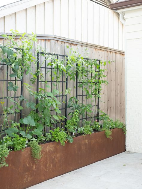 Garden Patio Planter Ideas, Raised Bed Side Yard, Metal Trellis Ideas Garden, Veggie Garden Small Backyard, Small Side Yard Vegetable Garden, Courtyard Veggie Garden, Small Deck Vegetable Garden Ideas, Vegetable Garden Courtyard, Courtyard Planter Ideas