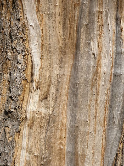 ♥ Taman Air, Wood Bark, Colour Ideas, Nature Artwork, Pattern Texture, Tree Bark, Wood Patterns, Wood Texture, Patterns In Nature