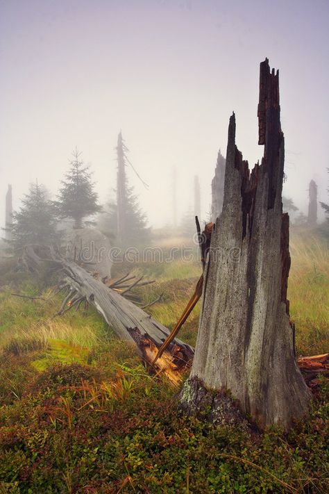 Scorched Forest, Environmental Drawing, Burnt Forest, Swamp Scene, Dead Forest, Bull Elk, Dead Tree, Foggy Morning, Matte Painting