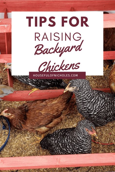 Best Tools for Raising Backyard Chickens Baby Chicks Raising, Raising Chicks, Raising Backyard Chickens, Laying Hens, Chicken Garden, Small Chicken, Keeping Chickens, Free Range Chickens, Chicken Feed