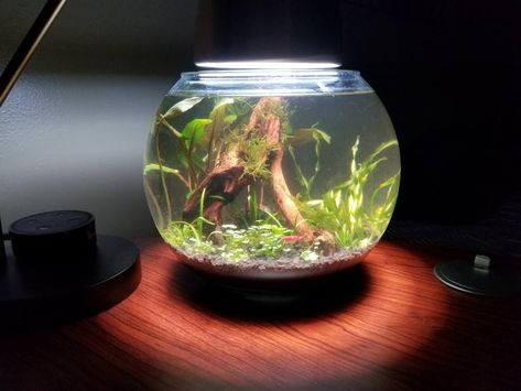 Bowl Aquarium, Shrimp Bowl, Shrimp Tank, Aquarium Ideas, Week 1, Aquariums, Pet Care, Terrarium, Fresh Water