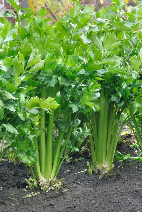 Celery Plant, Growing Celery, Christmas Eye Makeup, Beefsteak Tomato, Fresh Market, Tomato Seeds, Herb Seeds, Growing Herbs, Backyards