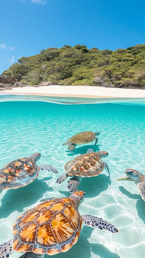 Sea Turtles Photography, Sea Turtle Wallpaper, Sea Turtle Pictures, Turtle Wallpaper, Ocean Turtle, Summer Wallpapers, Beautiful Ocean Pictures, Beautiful Sea Creatures, Ocean Pictures