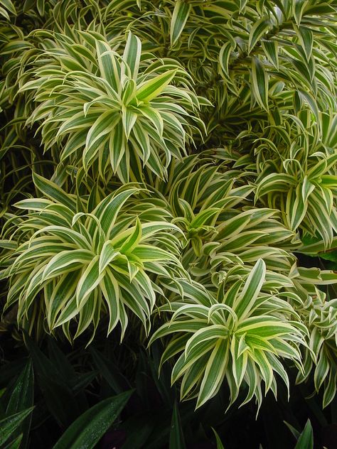 Dracena Plant, Dracaena Reflexa, Florida Plants, Tropical Garden Design, Inside Plants, Garden Shrubs, Salt Spray, House Plants Decor, House Plant Care