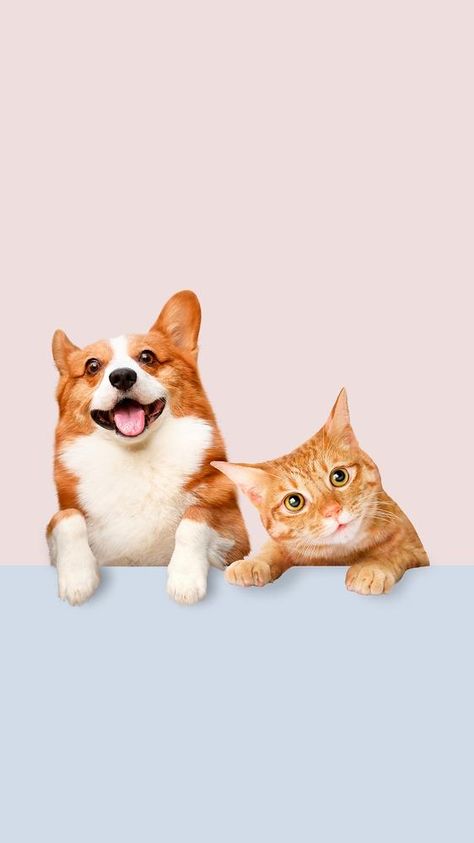 Dog And Cat Together Wallpaper, Dog And Cat Wallpaper Iphone, Wallpaper Dog And Cat, Cute Dog And Cat Wallpaper, Pets Aesthetic Dog, Dog Cat Wallpaper, Dog And Cat Wallpaper, Cat Dog Wallpaper, Workbook Aesthetic