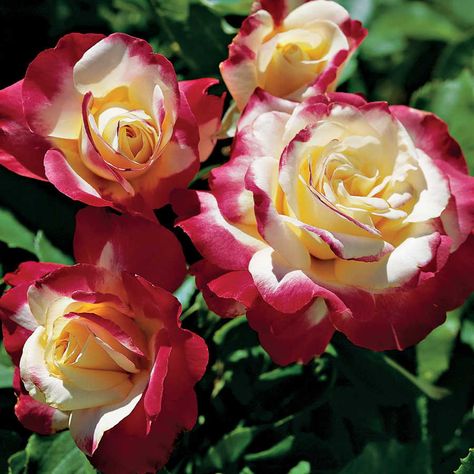 Double Delight Rose, Flower Hedge, Garden Tool Holder, Hybrid Tea Rose, Rose Care, Planting Shrubs, Rose Pictures, Growing Roses, Hybrid Tea Roses