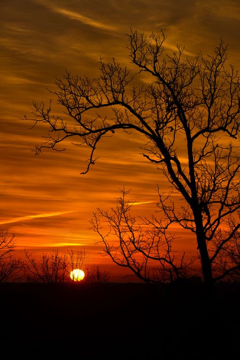 Explore 3/24/2014 Thank you. Bare Trees, Fine Photography, Red Sunset, Airbrush Art, Sun Set, Gorgeous Sunset, Amazing Sunsets, Sunset Wallpaper, Beautiful Sights