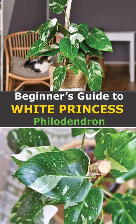 White Princess Plant, Philodendron White Princess Tricolor, White Philodendron, White Princess Philodendron Care, Princess Philodendron, White Ice Princess Philodendron, Philodendron White Night, Princess Plant, Philodendron Variegated