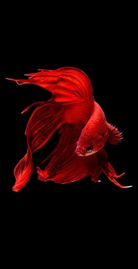 Red fish Ikan Air Tawar, Carpe Koi, Beta Fish, Embroidery Crafts, Fish Wallpaper, Exotic Fish, Aquatic Life, Beautiful Fish, Red Fish