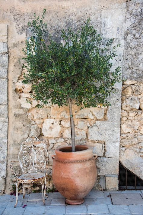 Potted Trees Patio, Olive Tree Care, Olive Trees Garden, Tall Potted Plants, Growing Olive Trees, Potted Olive Tree, Patio Trees, Tuscan Garden, Potted Plants Outdoor