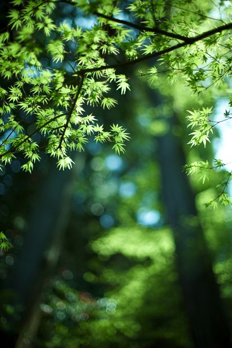 Places Pictures, Window Backdrop, Trees In The Forest, Tree Photography, Green Nature, Garden Cottage, Green Trees, Enchanted Forest, Beautiful Tree