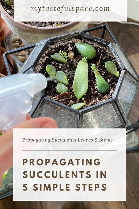 Propagating Succulents Leaves and Stems in 5 Simple Steps - My Tasteful Space Propogate Succulents, Repotting Succulents, How To Propagate Succulents, Succulent Garden Outdoor, Succulents Wallpaper, Succulent Photography, Propagate Succulents, Succulent Garden Indoor, Succulent Garden Design