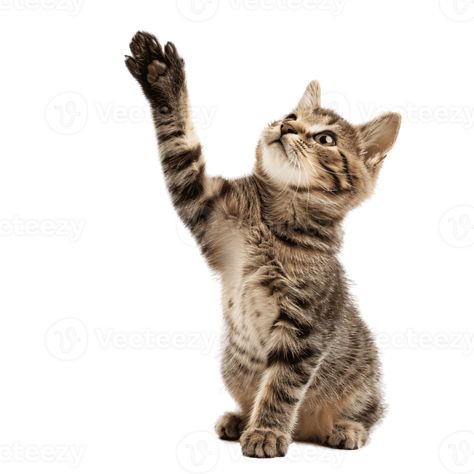 AI generated Cute Cat Reaching Up with Paw on Transparent Background Cat Reaching, Cat Reaching Up, Cat Paw Reference, Cat Paws Illustration, Cat Sitting With Paw Up, Cat Paw Photography, Paw Drawing, Cat Reference, Cat Paws