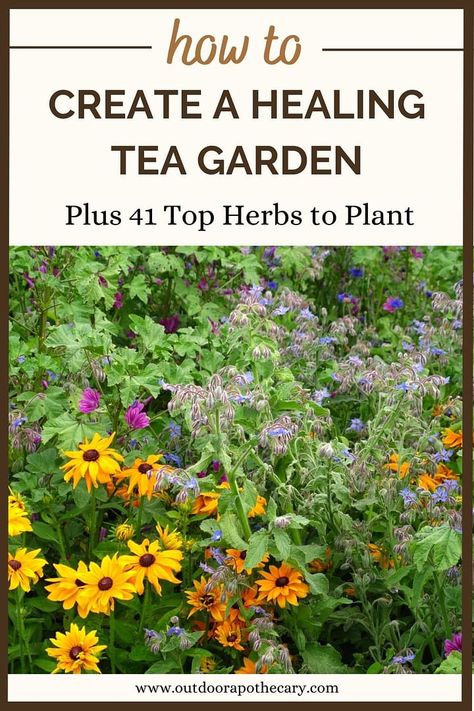 Medicinal Herb Container Garden, Diy Tea Garden, Herbal Tea Garden Plants, Herbal Tea Garden Design, List Of Medicinal Herbs, Herbs For Tea Garden, Herbs To Plant In The Fall, Herbs To Grow For Tea, Tea Plants To Grow