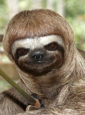 Just 15 Silly Photos Of Smiling Sloths To Cheer You Up - I Can Has Cheezburger? Cute Sloth Pictures, Smiling Animals, Ugly Animals, A Sloth, Silly Photos, Sloths Funny, Baby Sloth, Funny Fashion, Cute Sloth