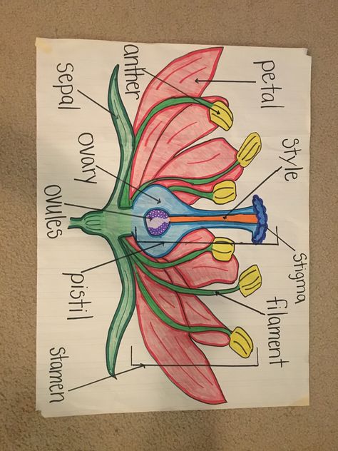 Parts of a flower Flower Biology Drawing, Flower Diagram Science, Reproductive Parts Of A Flower, Parts Of A Flower Anchor Chart, Flower Parts Diagram, Biology Plants Notes, Parts Of Flower Diagram, Parts Of Flower Project, Bio Project Ideas