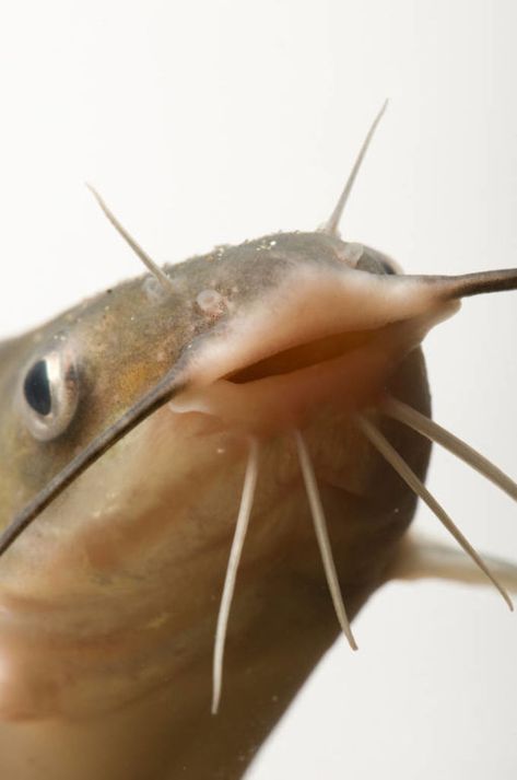 A channel catfish (Ictalurus punctatus) Catfish Fish, Smiling Fish, Channel Catfish, Anime Kitten, Anatomy Poses, Silly Cats Pictures, Fishing Humor, Wholesome Memes, Weird Animals