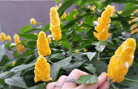 pachystachys lutea lollipop plant Lollipop Plant, Odd Plants, Shrimp Plant, Weird Plants, Propagating Plants, Lollipop, Potted Plants, House Plants, Lush