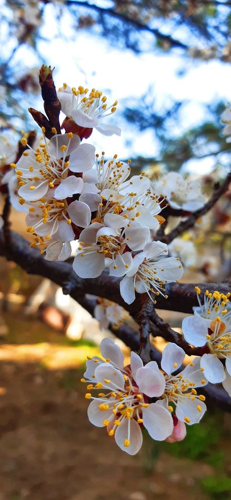 Flowers Spring, My Eyes, Spring Flowers, Flowers, White