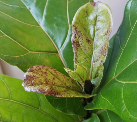 Brown Spots on Fiddle Leaf Fig? Here’s How to Treat It Lavender Companion Plants, Fig Leaf Tree, Plant Leaves Turning Brown, Fiddle Fig Tree, Fiddle Tree, Fiddle Leaf Tree, Cheap Plants, Fig Plant, Fiddle Fig