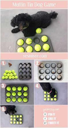 Katt Grejer, Diy Dog Toys, Cesar Millan, Diy Dog Bed, Dog Enrichment, Dog Games, Dog Hacks, Dog Activities, Dog Obedience