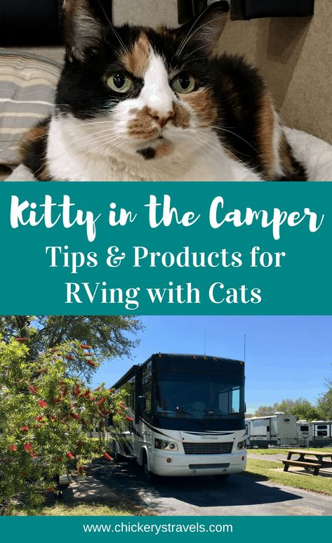 RVing with Your Cat Rv Cat, Rv Camping Trips, Camping With Cats, Motor Home, Cat Travel, Time Life, Rv Stuff, Rv Travel, Rv Life