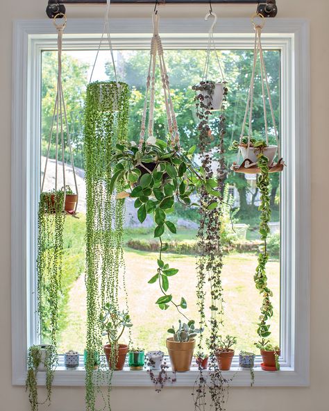 5 clever ways to hang indoor plants - bring your home to life | Livingetc Balcony Hanging Plants, Welcoming Aesthetic, Hanging Indoor Plants, Hanging Planters Indoor, Asparagus Fern, Hanging Plant Holder, Hanging Plants Indoor, Neutral Room, Hanging Planter