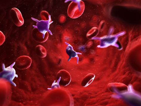 How to Increase Your Platelet Count Low White Blood Cells, Low Platelets, White Blood Cells, Black Seed Oil, Nutrient Rich Foods, Red Blood Cells, Evening Primrose, Blood Cells, Image Frame