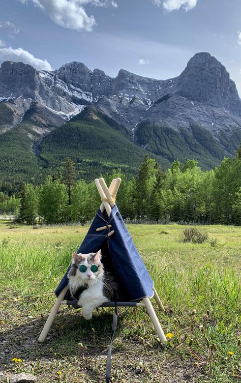 Just a BOSS kitty in his outdoor tent Funny Animal Pictures, Camping With Cats, Cat Tent, Adventure Cat, Cat Themed Gifts, Outdoor Cats, Pet Stuff, Cat Care, Cat Theme