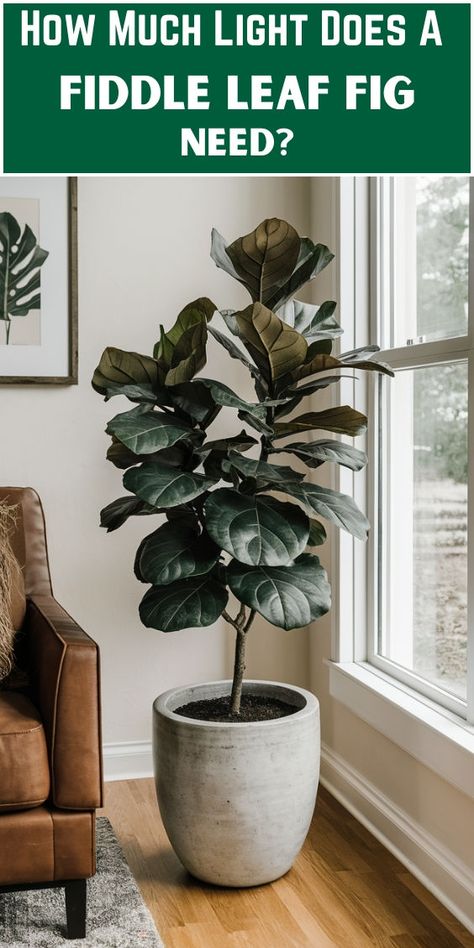 "Fiddle leaf fig care, Fiddle leaf fig light requirements, Fiddle leaf fig 
sunlight, Fiddle leaf fig indoor lighting, Fiddle leaf fig natural light, 
Fiddle leaf fig grow lights, Fiddle leaf fig bright light, Fiddle leaf fig 
low light, Fiddle leaf fig light exposure, Fiddle leaf fig light level." Fiddle Leaf Fig Plant, Big Indoor Plants, Fig Plant, Lighting Tips, Fig Leaves, Plant Decor Indoor, Fiddle Leaf, Fiddle Leaf Fig, Courtyard Garden