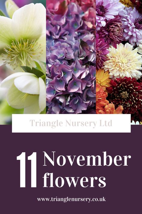 What Flowers Are In Season In November, November Wedding Flowers Uk, Flowers In November, Flowers For November Wedding, Flowers In Season In November, November Wedding Flowers In Season, November Flowers In Season, Wedding Flowers November, November Wedding Flowers