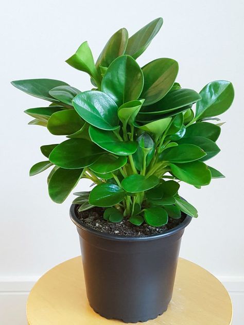 Portuguese Flowers, Non Flowering Plants, Plant Peperomia, Baby Rubber Plant, Peperomia Obtusifolia, Peperomia Plant, Pot Plants, Rubber Plant, Indoor Plant Care