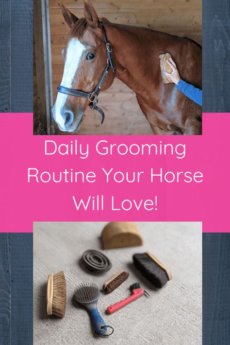 English Horseback Riding, Stable Management, Horseback Riding Tips, Horseback Riding Lessons, Horse Lessons, Horse Information, Healthy Horses, Horse Care Tips, Horse Riding Tips