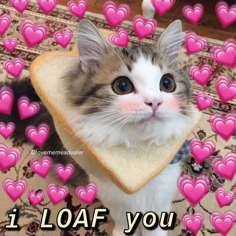 32 I Love You Memes to Share with Your Sweetheart #loveyou #lovememes #iloveyou #funnypics #funnypics Gatos Cool, Love You Meme, Cute Cat Memes, Cute Love Memes, Image Chat, Cute Cat Wallpaper, You Meme, Dessin Adorable