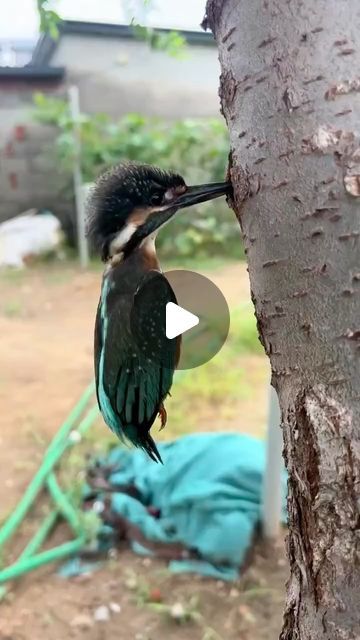 habitat on Instagram: "Freeing a trapped kingfisher 🐦  #fascinating #kingfisher #animallovers #interestingvideos #visuallysatisfying #birdsofinstagram #reels" Funny Bird Pictures, Amazing Animal Pictures, Funny Animal Photos, Funny Birds, Animal Photos, Cute Wild Animals, Bird Pictures, Bird Photo, Tasty Food