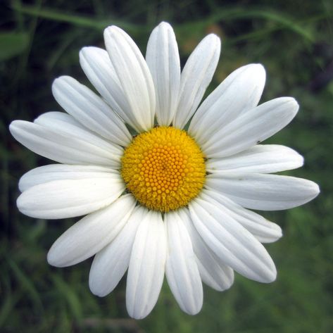 close-up photography of white Daisy flower, oxeye daisy, oxeye daisy oxeye daisy close-up photography white Daisy oxeye  daisy white  flower leucanthemum vulgare #nature #daisy #flower #plant #summer #petal #close-up #white #2K #wallpaper #hdwallpaper #desktop Ox Eye Daisy, Yellow Flower Pictures, Yellow Flower Wallpaper, Oxeye Daisy, Mini Toile, Daisy Tattoo, Daisy Wallpaper, Flower Close Up, Crazy Daisy