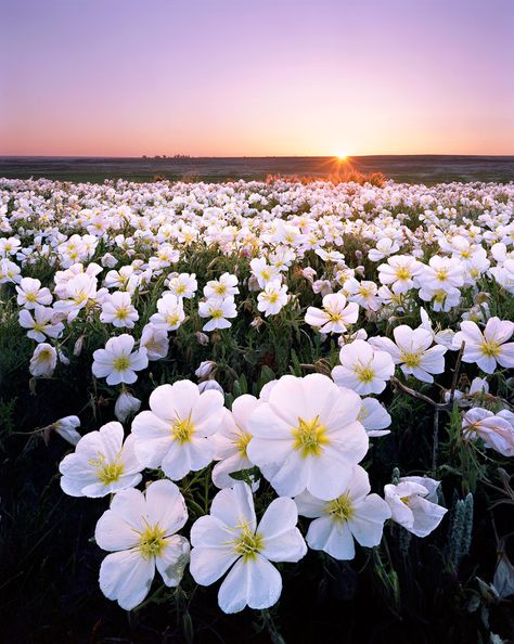 Fields Of Flowers, Field Of Flowers, Spring Blooms, Elegant Flowers, Flower Field, Flowers Nature, Flower Pictures, Amazing Flowers, Flowers Photography