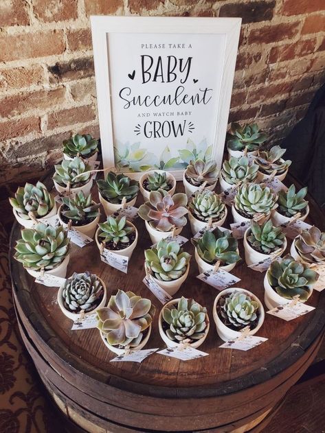 Baby Succulents in 2022 | Sprinkle baby shower, Baby shower bbq, Bohemian baby shower Succulents Favors, Diy Baby Shower Ideas, Sage Green Baby Shower, Baby Succulents, Bohemian Baby Shower, نباتات منزلية, Baby Shower Theme Decorations, Baby Shower Deco, Announcement Sign