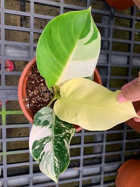 17 Best Variegated Philodendrons | Colourful Philodendron Varieties Philodendron Varieties, Philodendron Variegated, Variegated Philodendron, Philodendron Plant, Ceramic Pots, Yellow Leaves, Plant Collection, Green Pattern, Shades Of Yellow