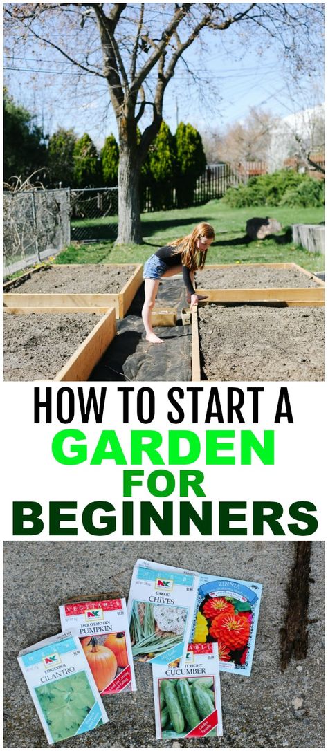 Starter Garden, Garden For Beginners, Start A Garden, Garden Boxes Diy, Backyard Garden Layout, Vegetable Garden For Beginners, Gardening 101, Starting A Garden, Hydroponic Gardening